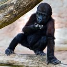 Gorilla Baby (Zoo Krefeld)