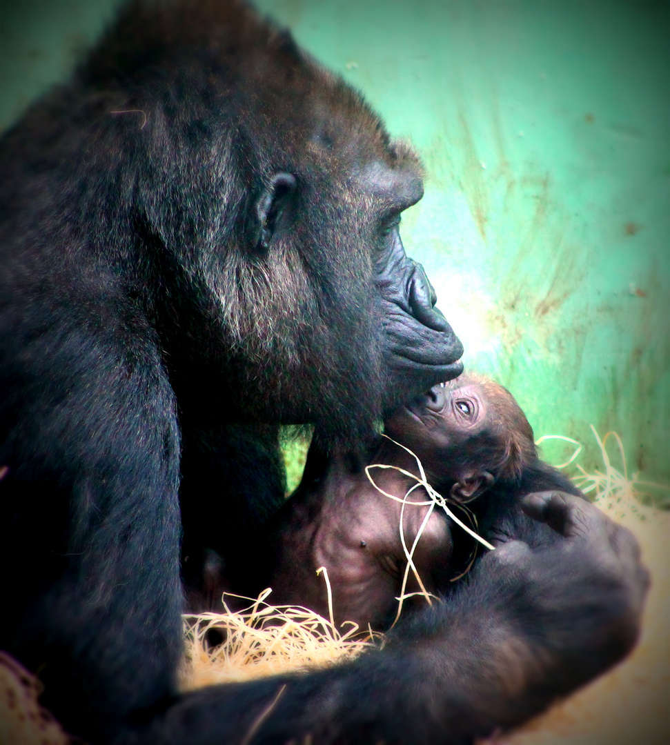 Gorilla Baby&Mama