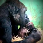 Gorilla Baby&Mama