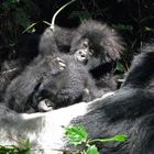 Gorilla Babys