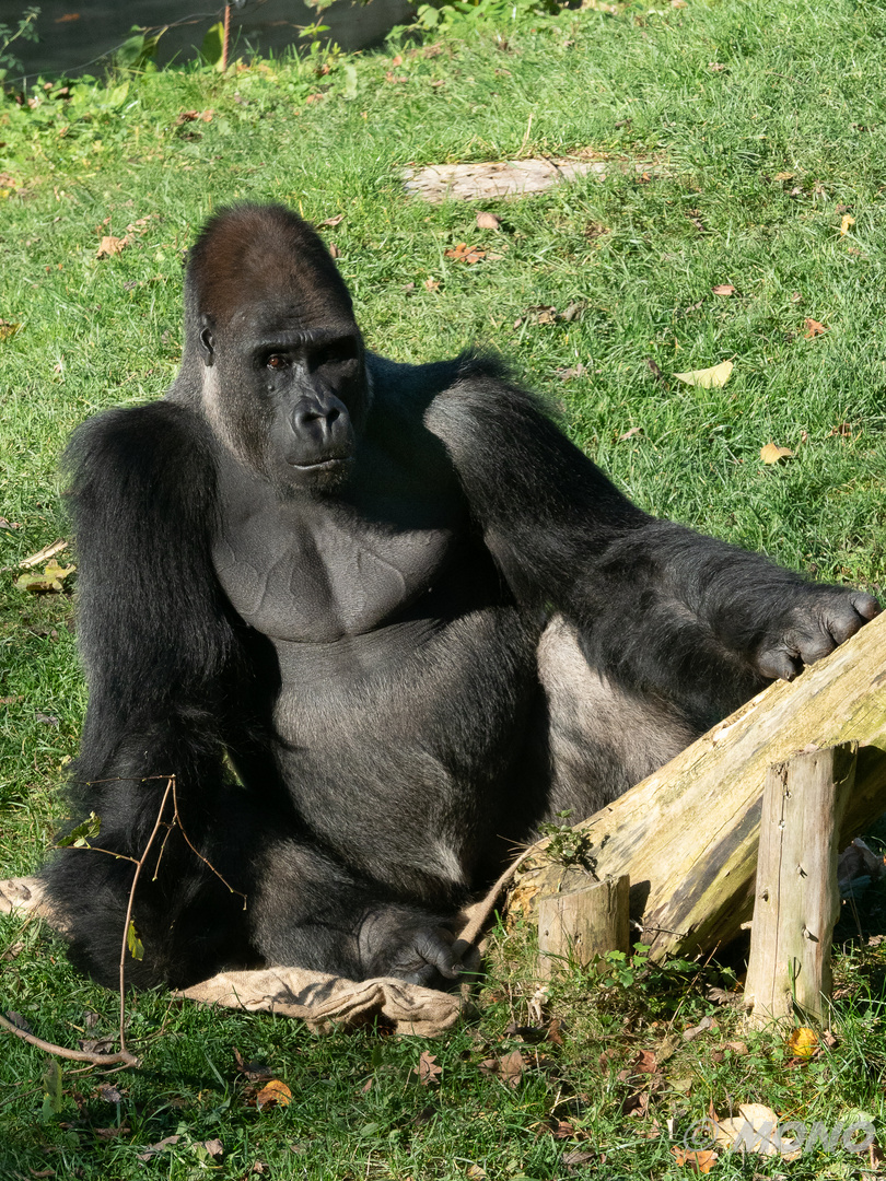 Gorilla-Bai