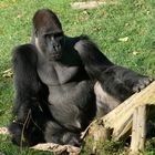 Gorilla-Bai