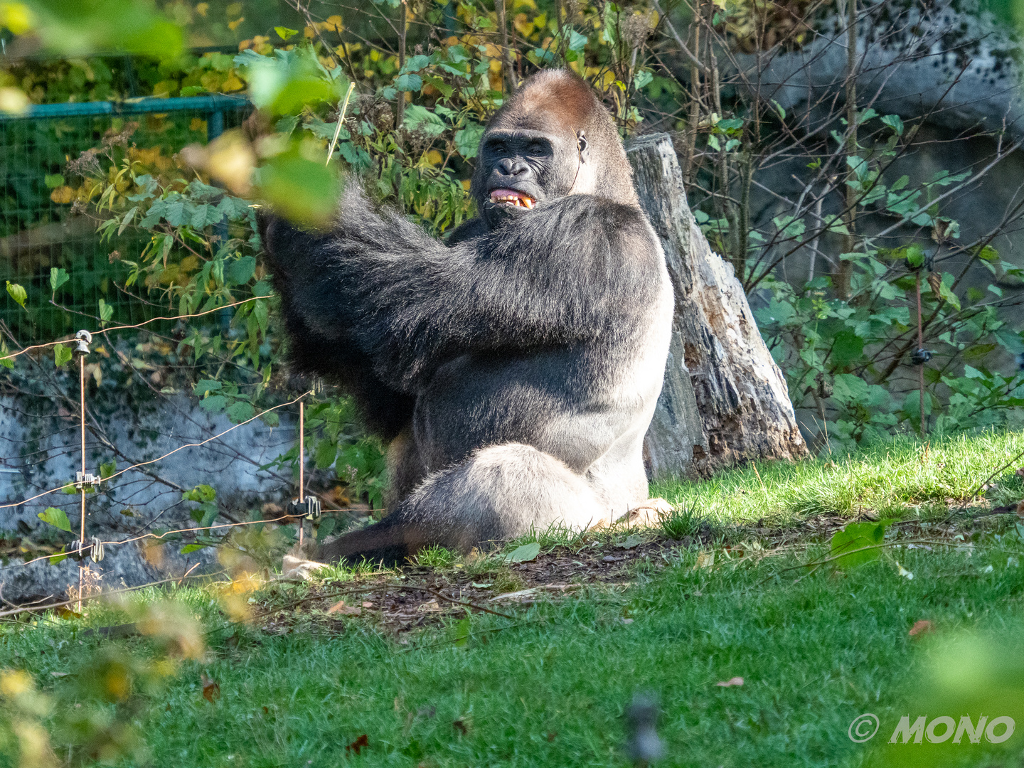 Gorilla-Bai