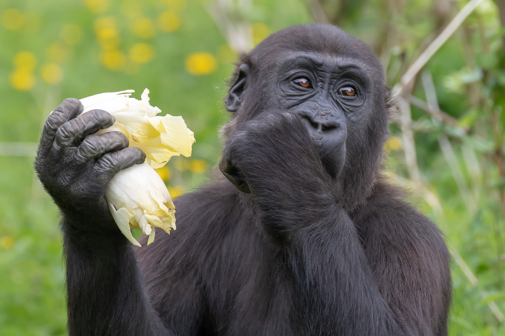 Gorilla bei der Futteraufnahme