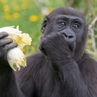 Gorilla bei der Futteraufnahme