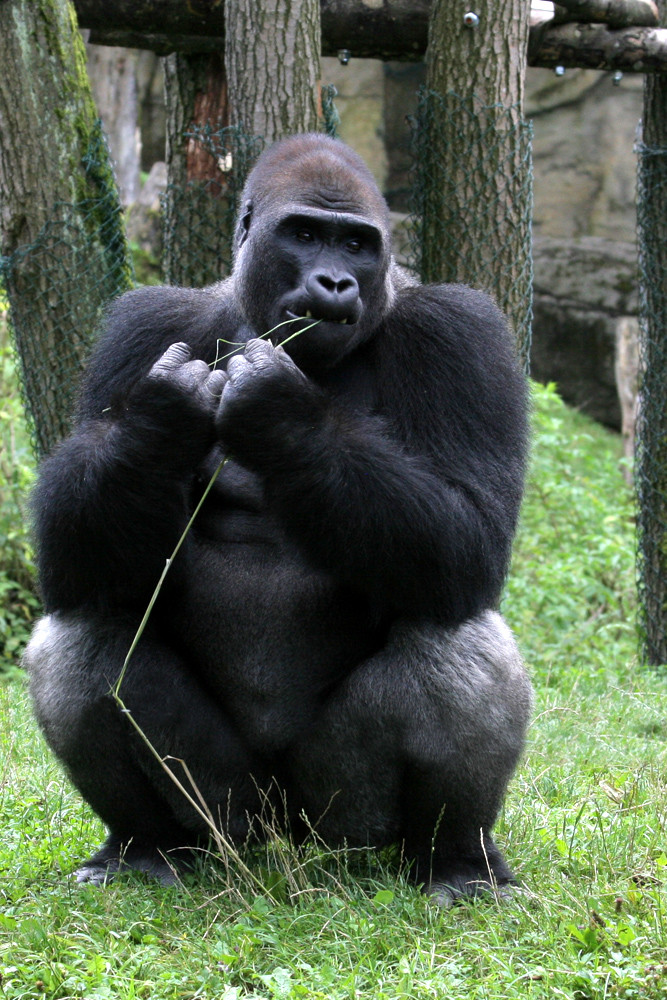 Gorilla bei der Zahnpflege