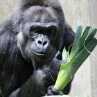 gorilla beim einkauf ?