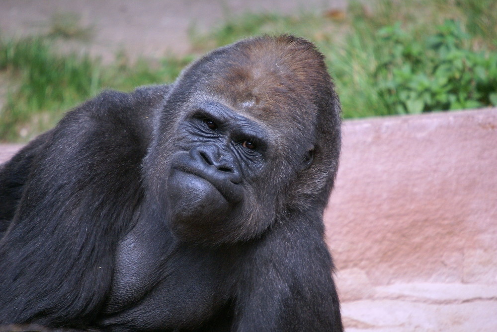 Gorilla beim Nachdenken