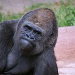 Gorilla beim Nachdenken