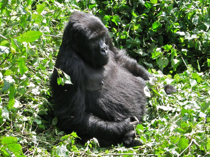Gorilla beim Sonnenbad