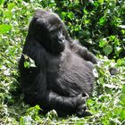 Gorilla beim Sonnenbad