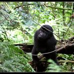 Gorilla beringei beringei, Uganda