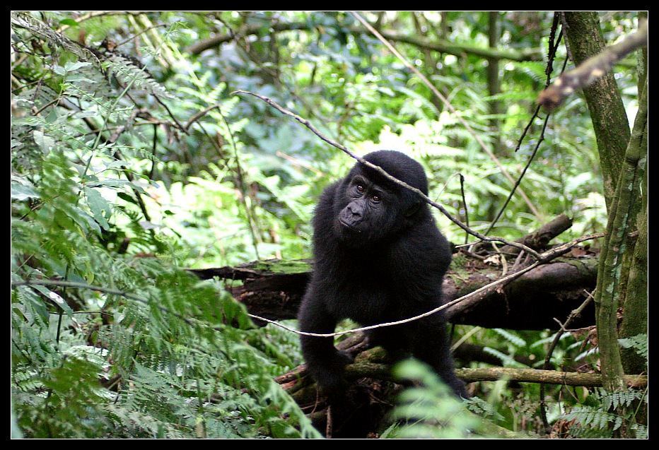 Gorilla beringei beringei, Uganda