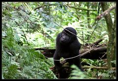 Gorilla beringei beringei, Uganda