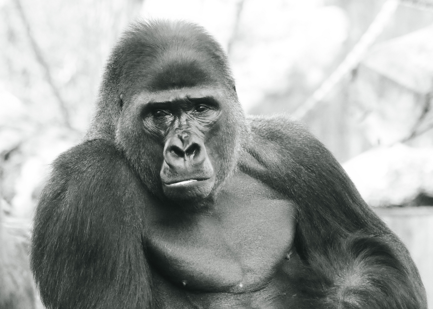 Gorilla Blick