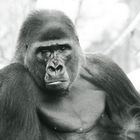 Gorilla Blick