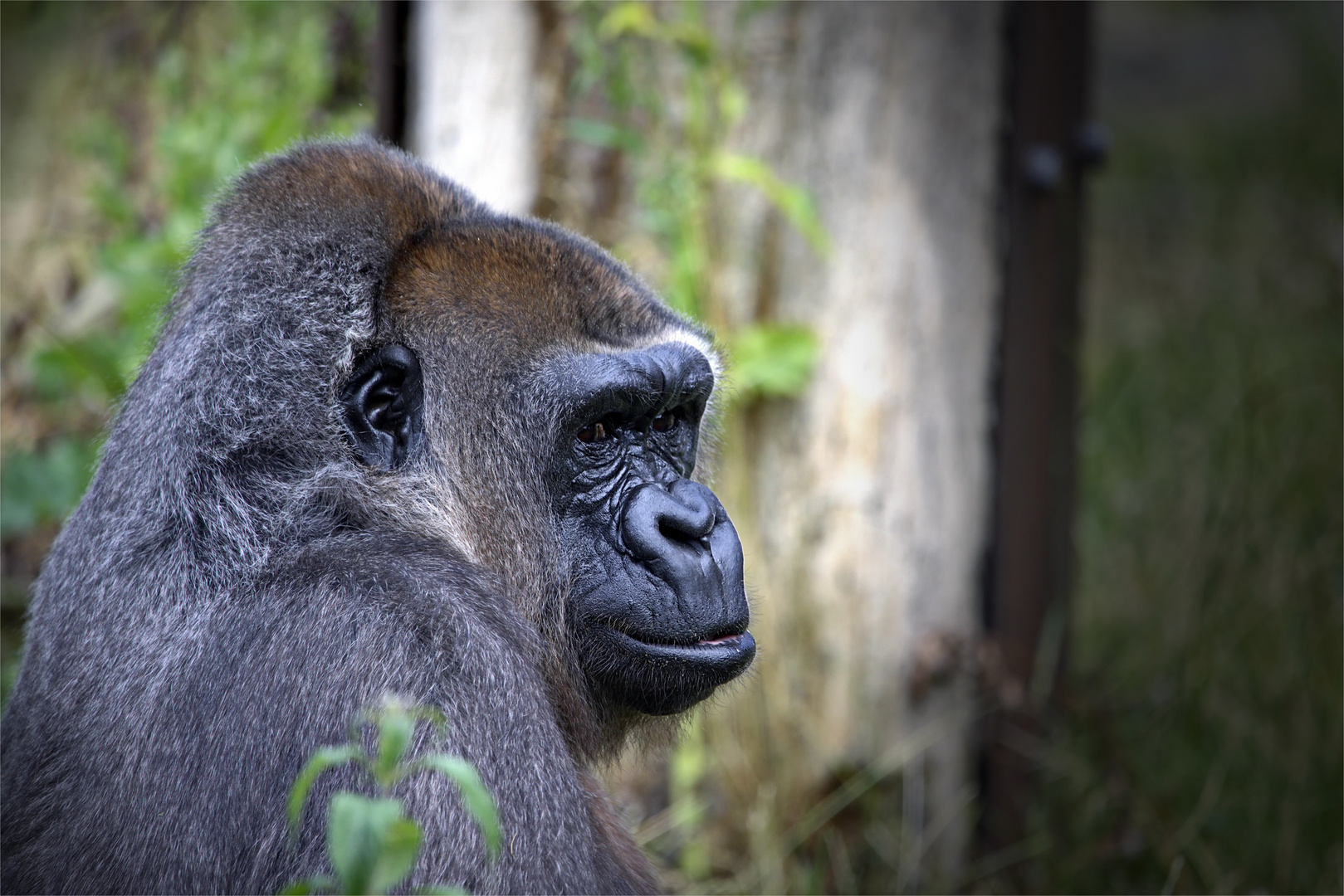 Gorilla-Blick