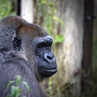 Gorilla-Blick