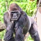 Gorilla Blick II