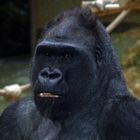 Gorilla Boss im Kölner Zoo II