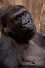 Gorilla