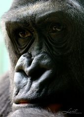 Gorilla