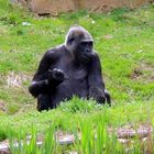 Gorilla