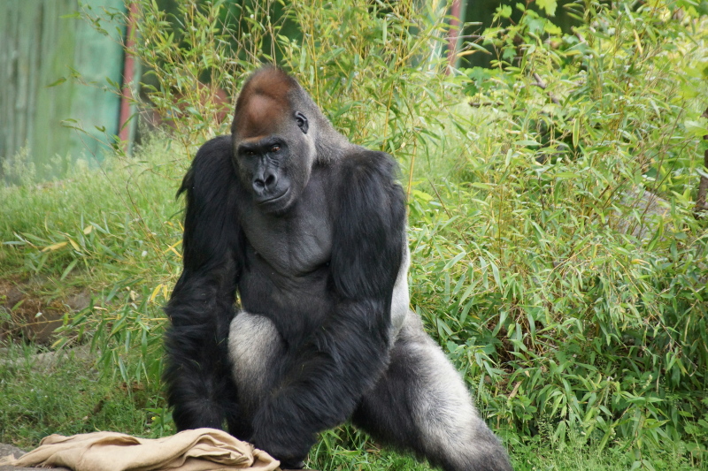 Gorilla