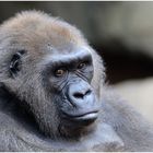 Gorilla