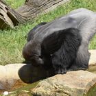 Gorilla Chef beim trinken