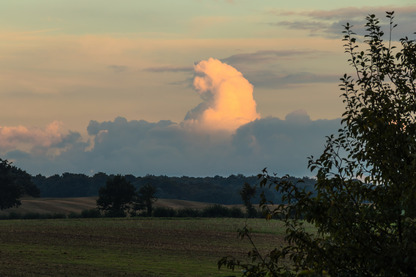 gorilla cloud