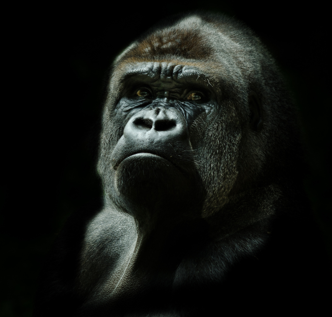 Gorilla