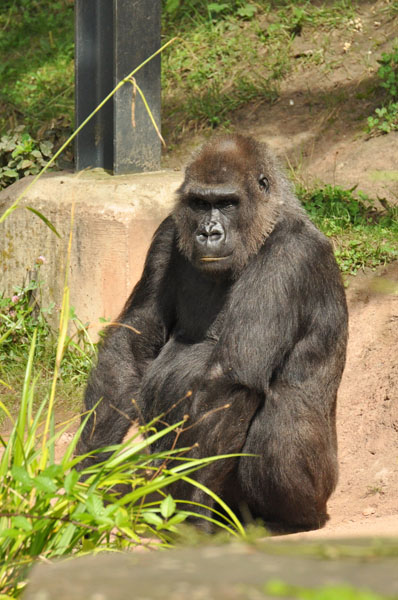 Gorilla