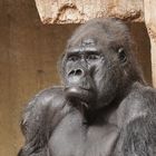 GORILLA  