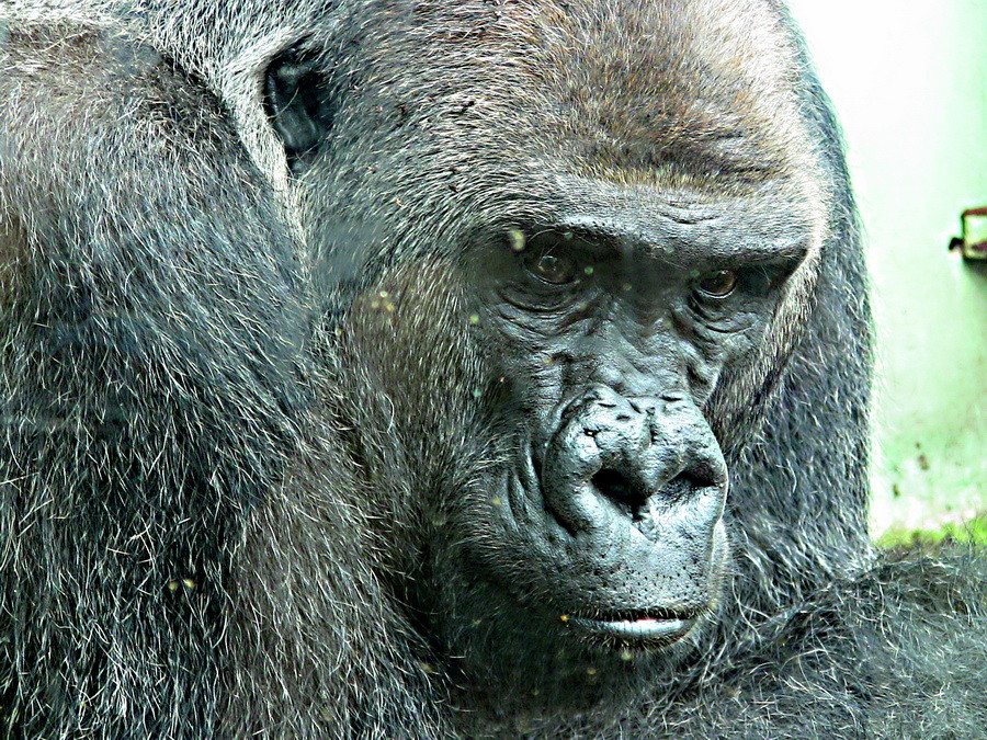Gorilla-Dame