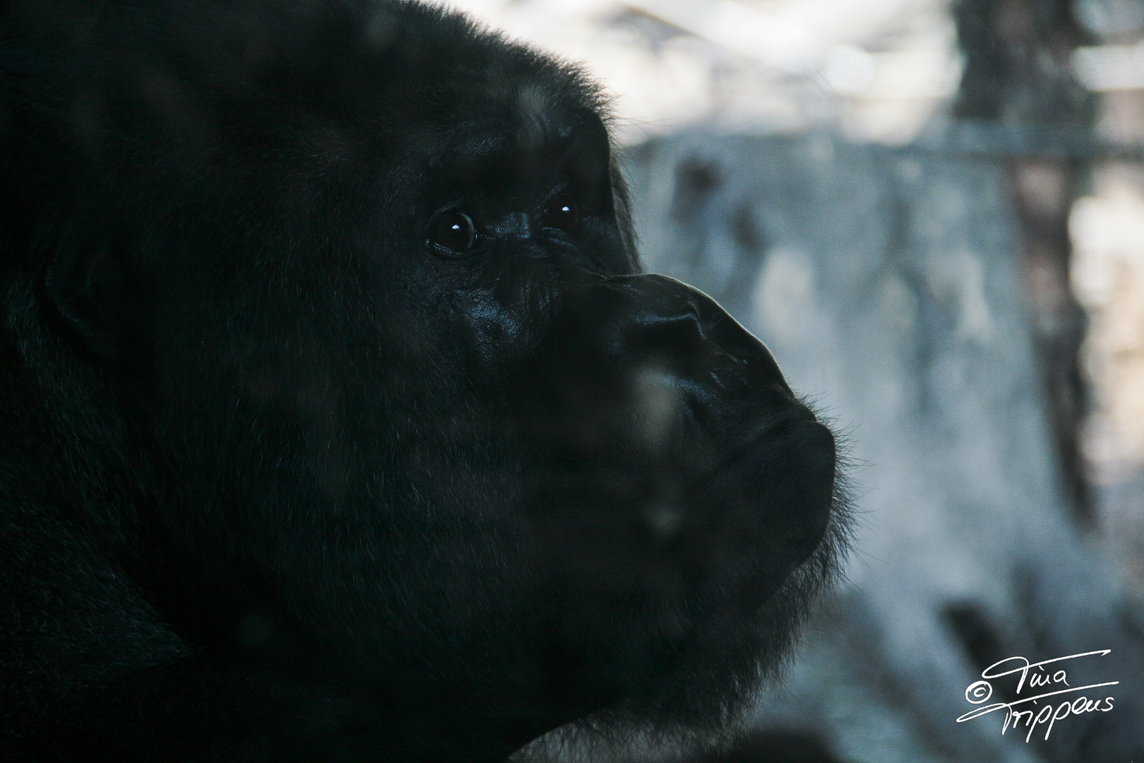 Gorilla Dame im Zoo Frankfurt