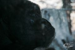 Gorilla Dame im Zoo Frankfurt