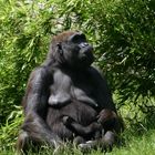 Gorilla-Dame mit Baby