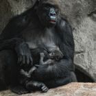 GORILLA