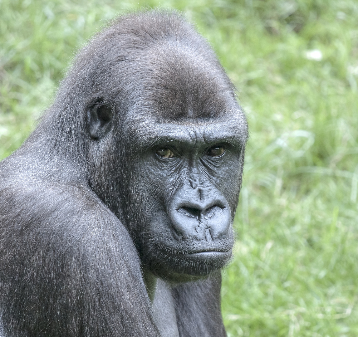 Gorilla