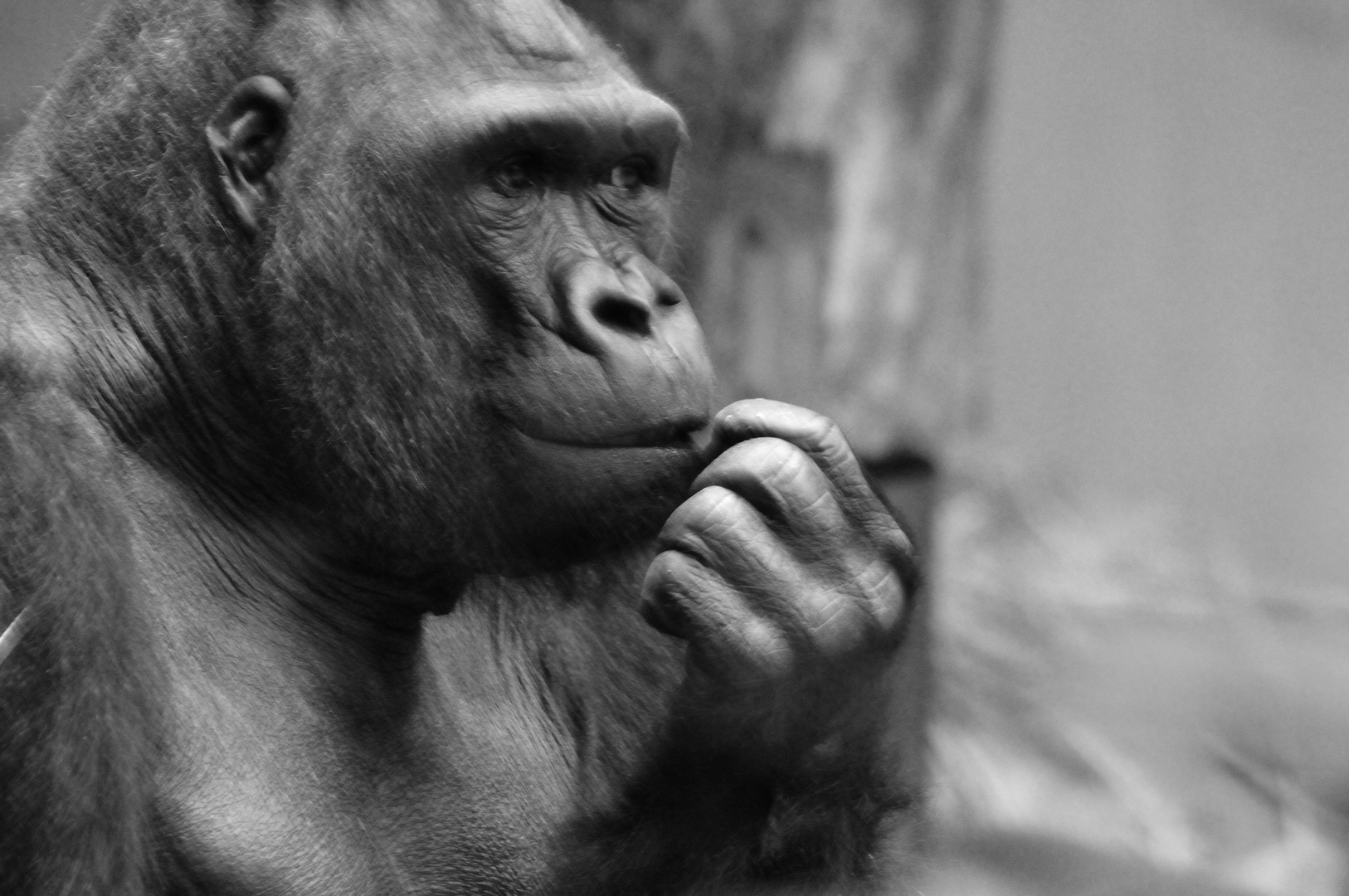 Gorilla denkt nach