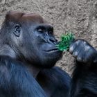 Gorilla der Feinschmecker