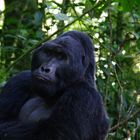 Gorilla di montagna a braccia conserte