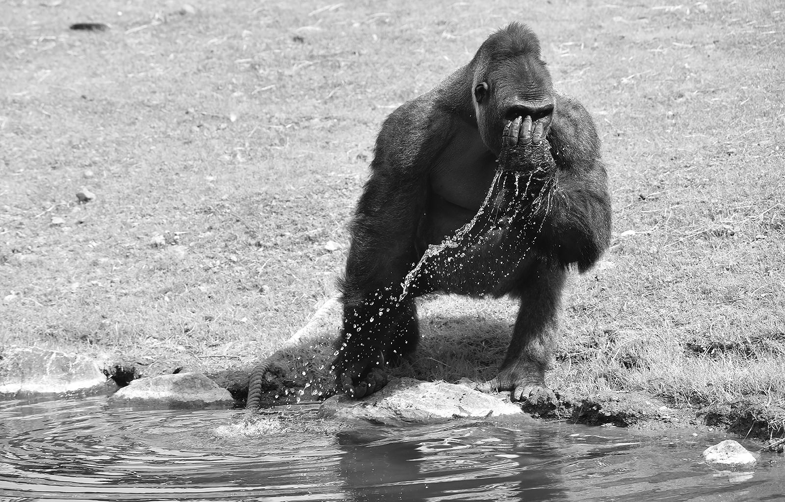 Gorilla drinks - BW