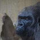 Gorilla  durch die Scheibe fotografiert 2