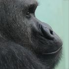 gorilla