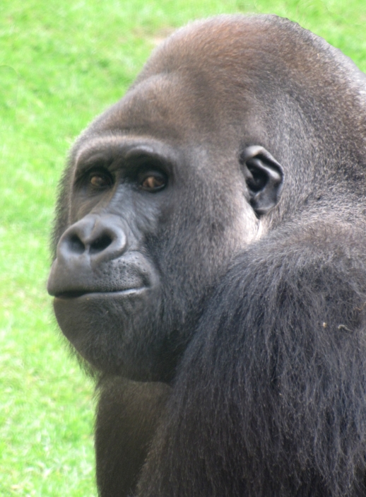 Gorilla