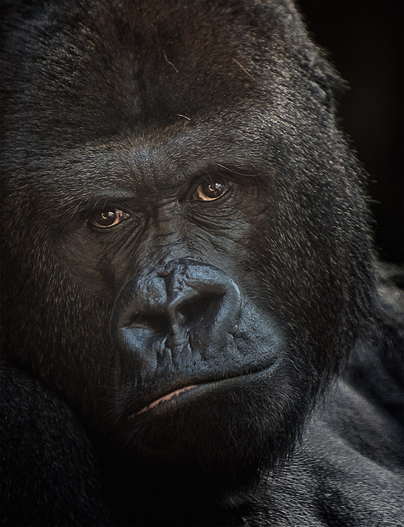 Gorilla