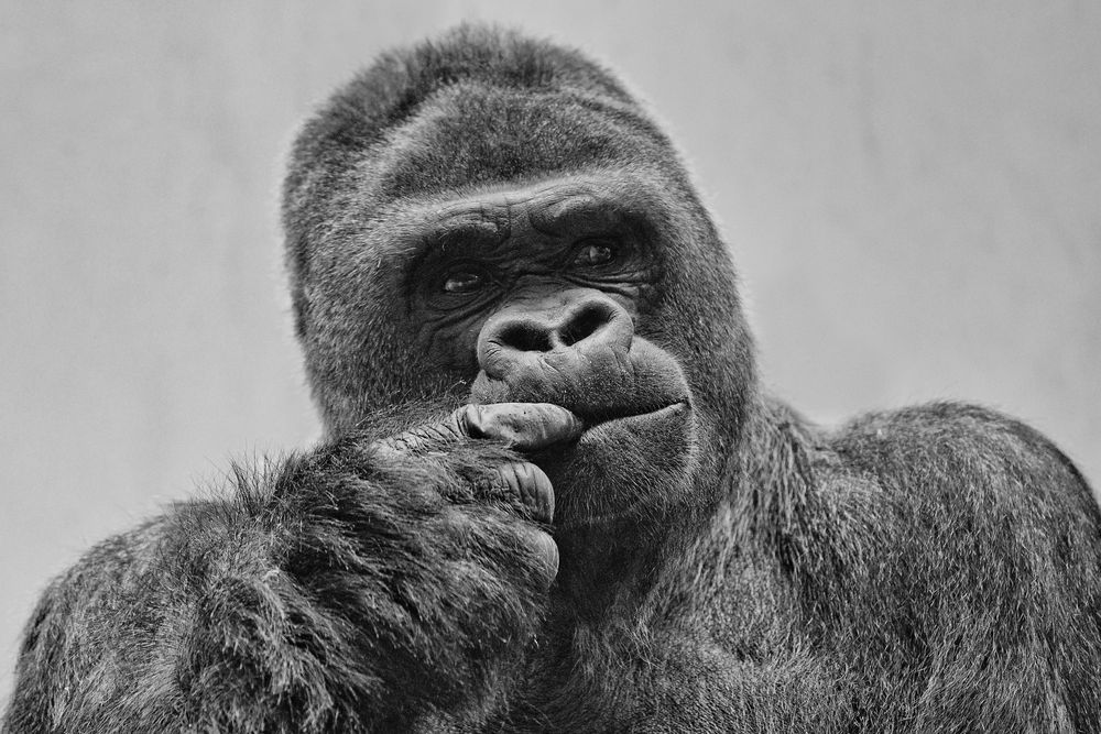 Gorilla von Michel Bürgisser 