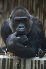 Gorilla